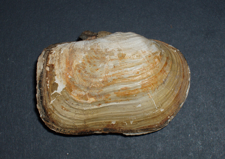 Panomya norvegica